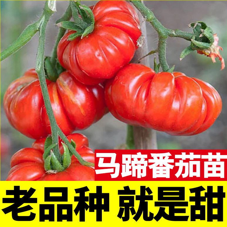 老品种马蹄番茄苗秧丑柿子
