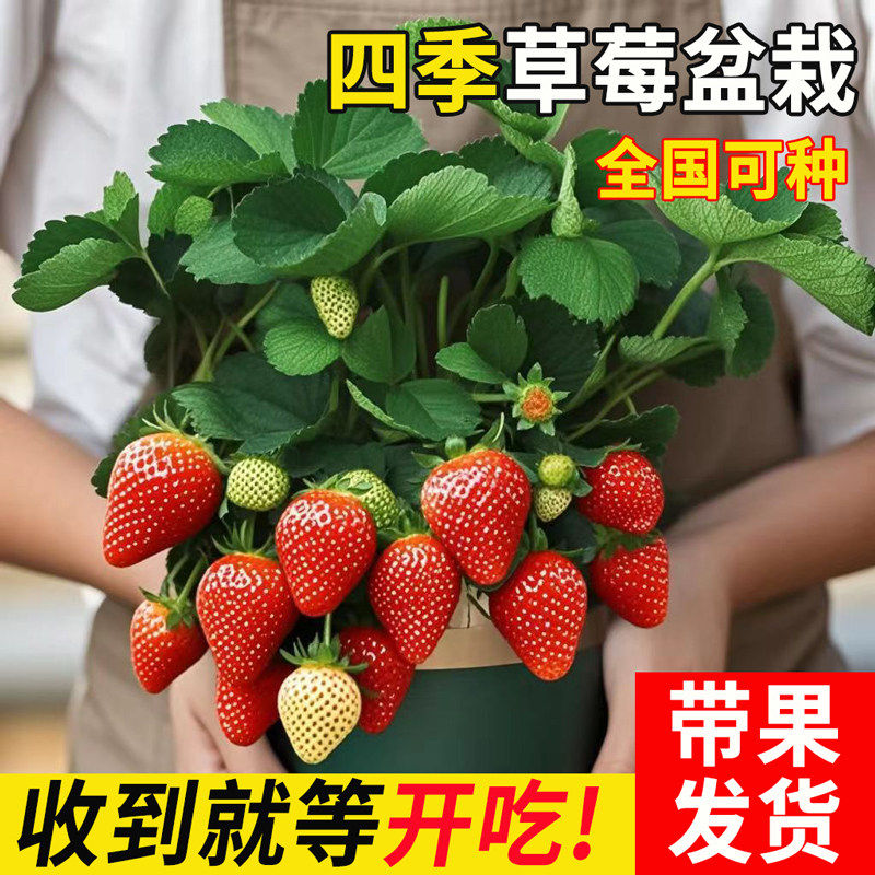 草莓盆栽带果红颜丹东99奶