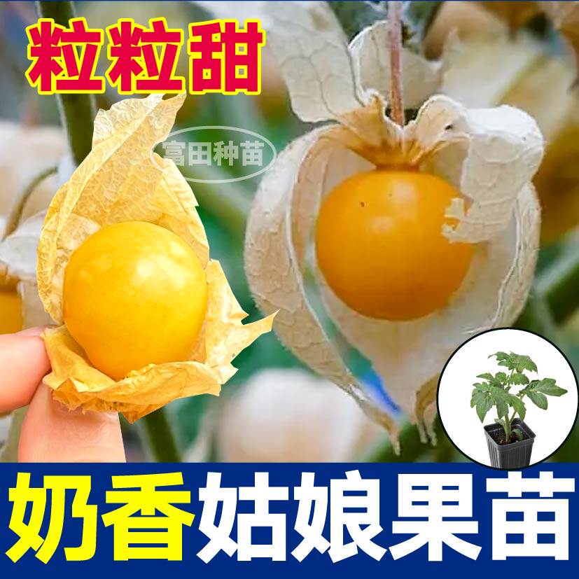 寿光超甜大果奶香姑娘苗秧