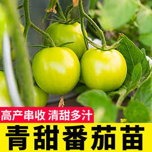 青甜小绿番茄苗秧四季高产清甜2号圣女果种子籽盆栽阳台大粉千禧