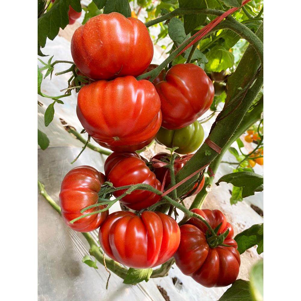 马蹄大番茄种子传家宝西红