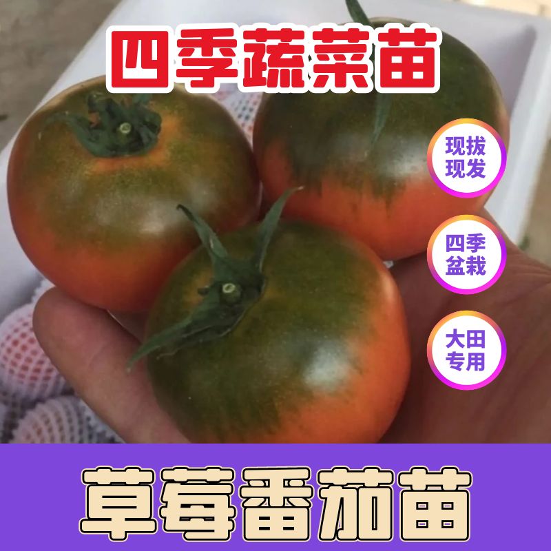 铁皮番茄苗草莓番茄秧苗