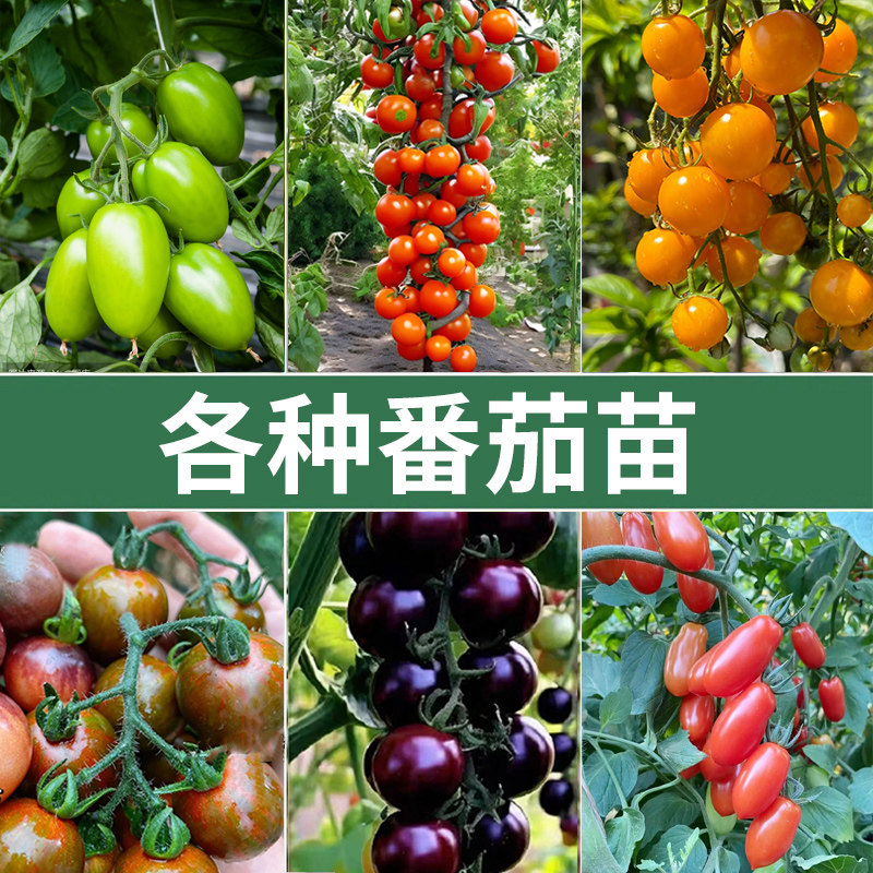 番茄苗千禧圣女果小大粉普