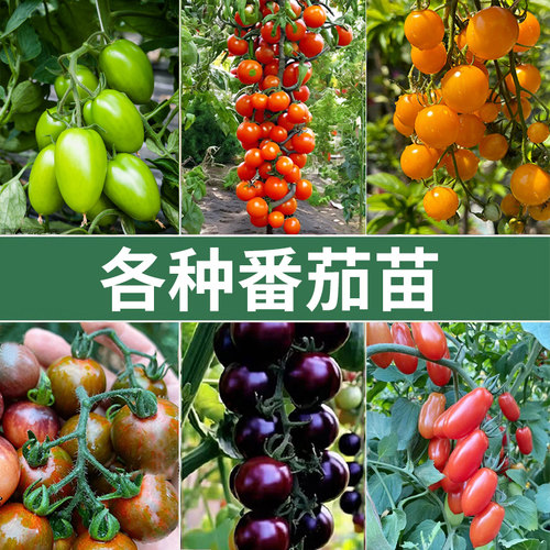 番茄苗千禧圣女果小大粉普