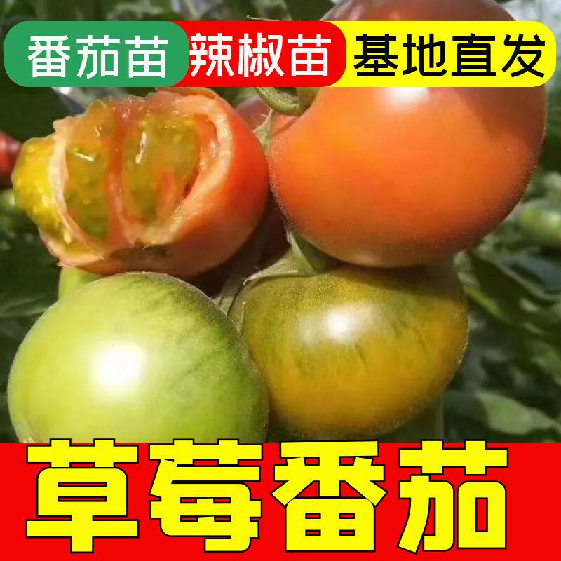 铁皮柿子秧苗草莓番茄苗四季盆栽