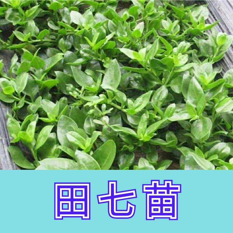 可食用盆栽菜苗秧苗田七花室内活苗正宗四季三七菜苗田七叶新鲜