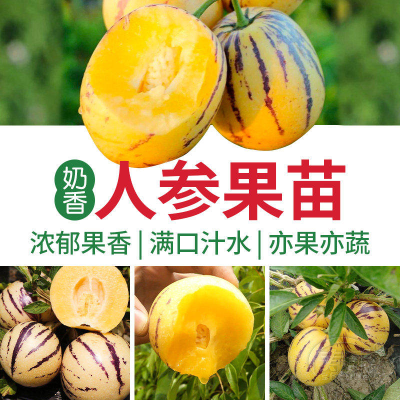 人参果生树水种子籽孑苗四