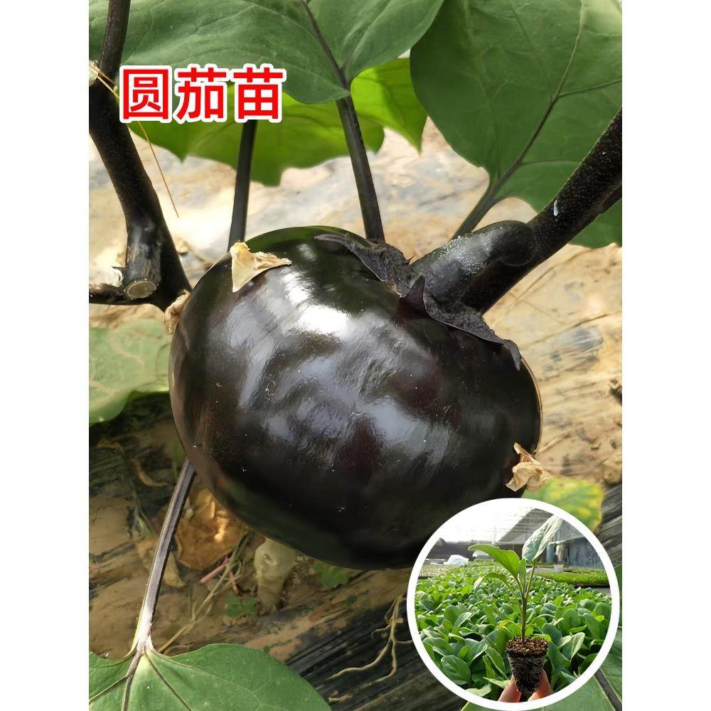 早熟圆茄苗秧高产黑紫色子