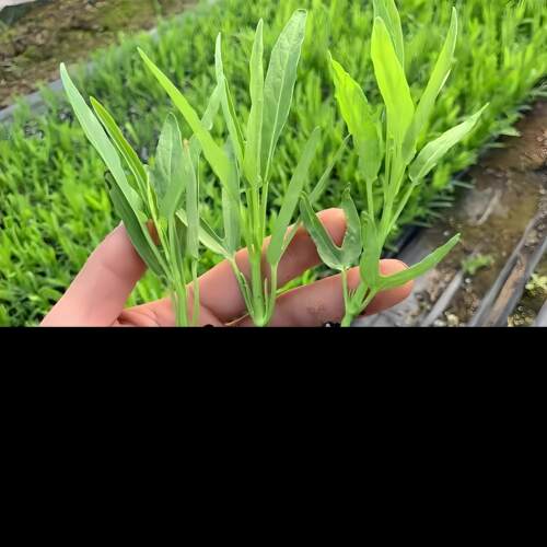 绿羽衣甘蓝苗紫粉秧种籽春