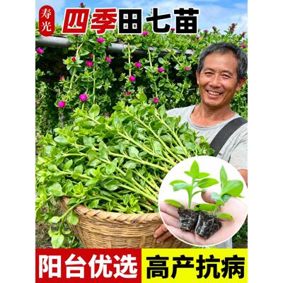 田七苗菜秧火盆栽材春夏播