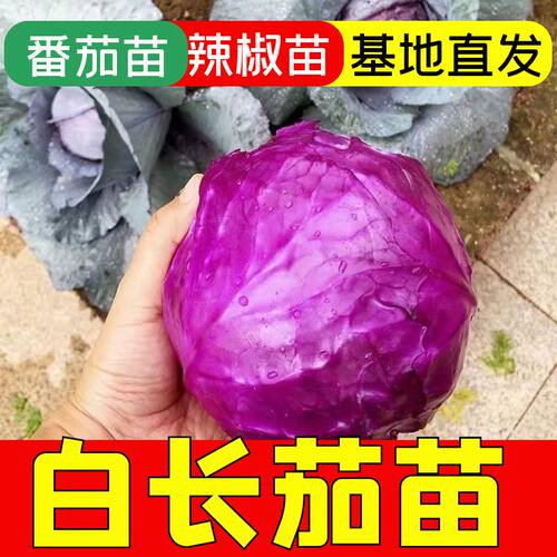 紫甘蓝秧苗紫色包菜苗四季高产
