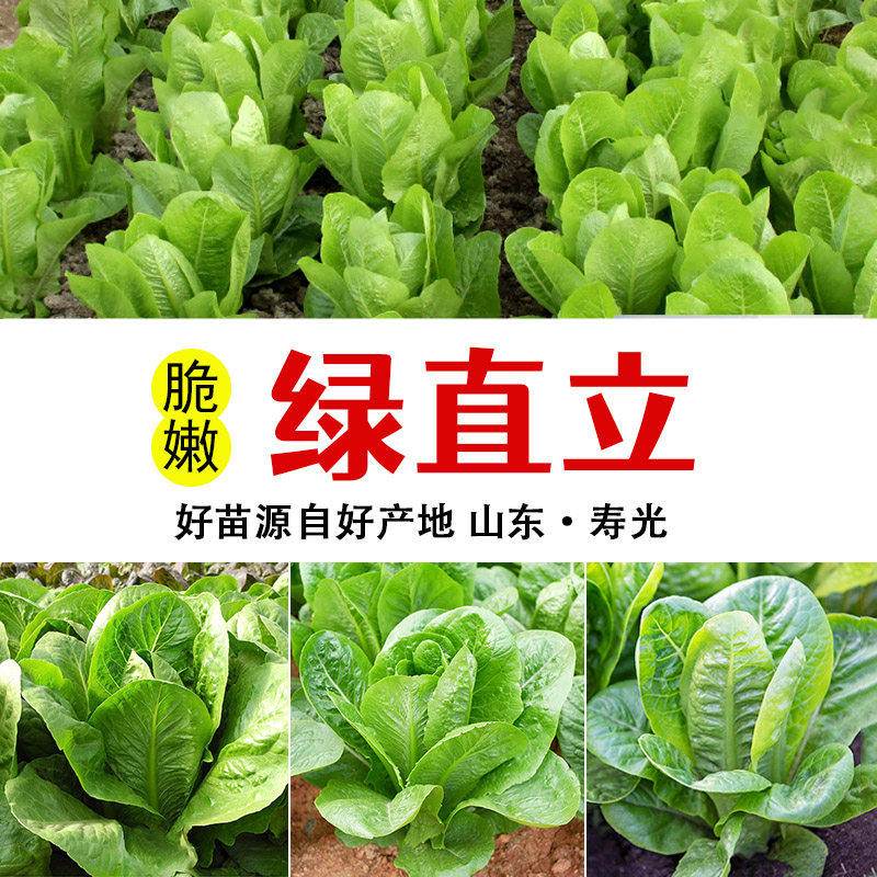 绿直立生菜苗四季室内阳台
