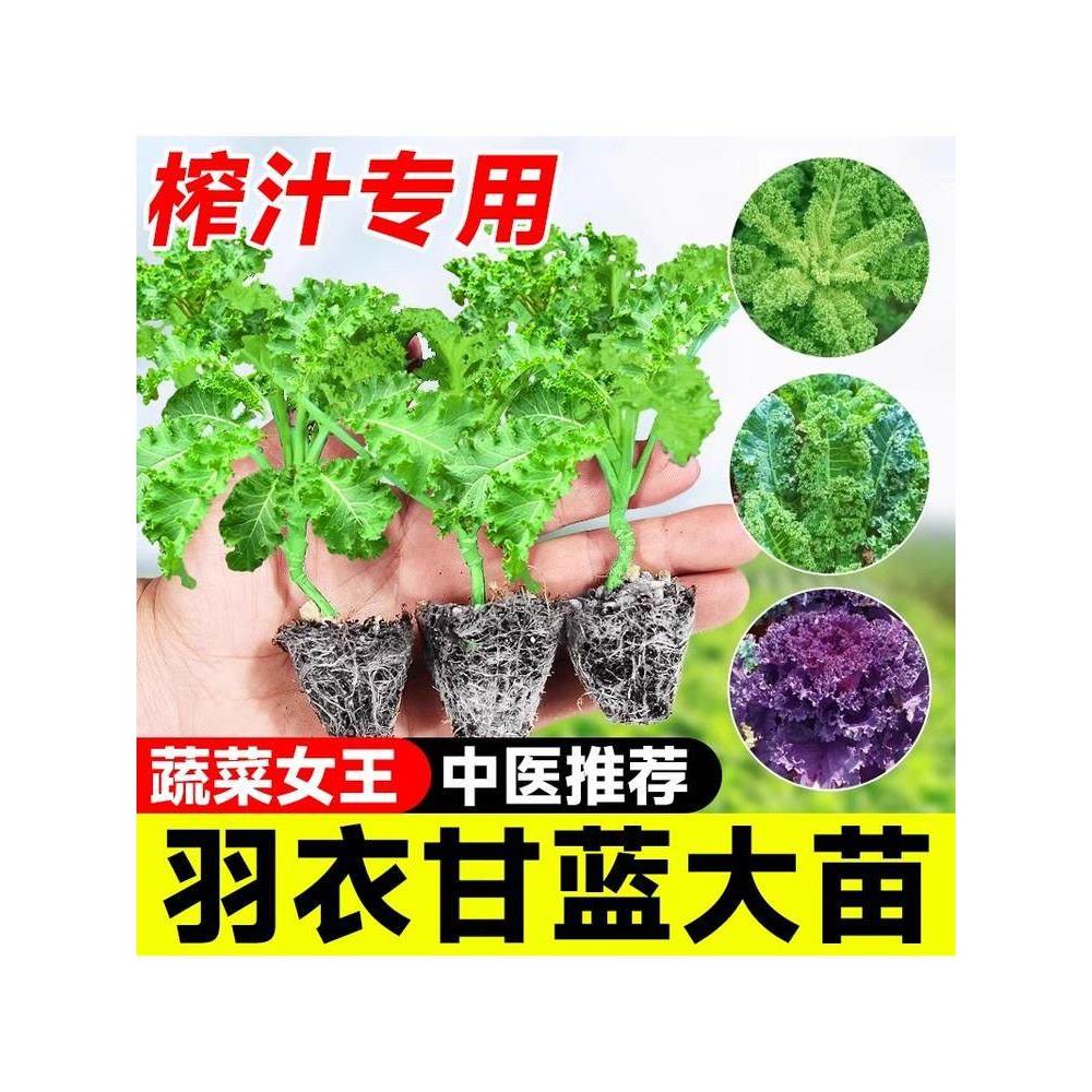 羽衣甘蓝苗盆栽大种子新鲜