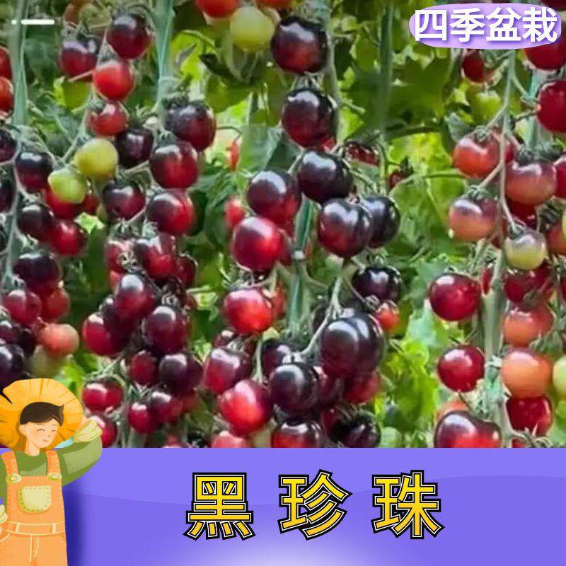 寿光黑珍珠番茄苗樱桃小番茄秧苗圣女果幼苗四季阳台水果西红柿苗