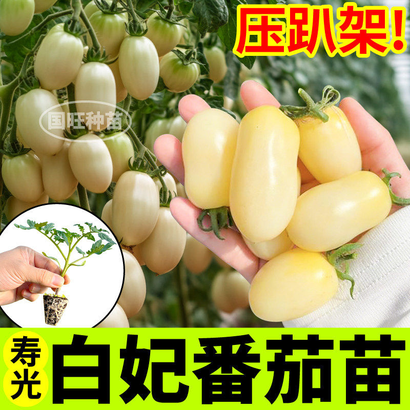 白妃番茄苗秧四季压趴架红