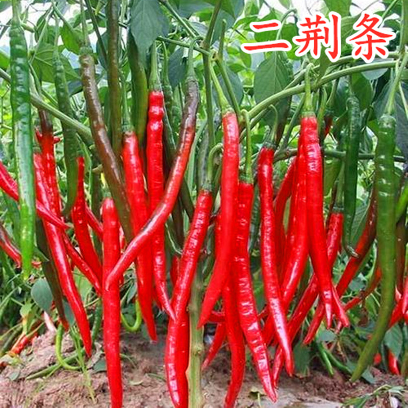 二金条荆红线椒种子辣苗美