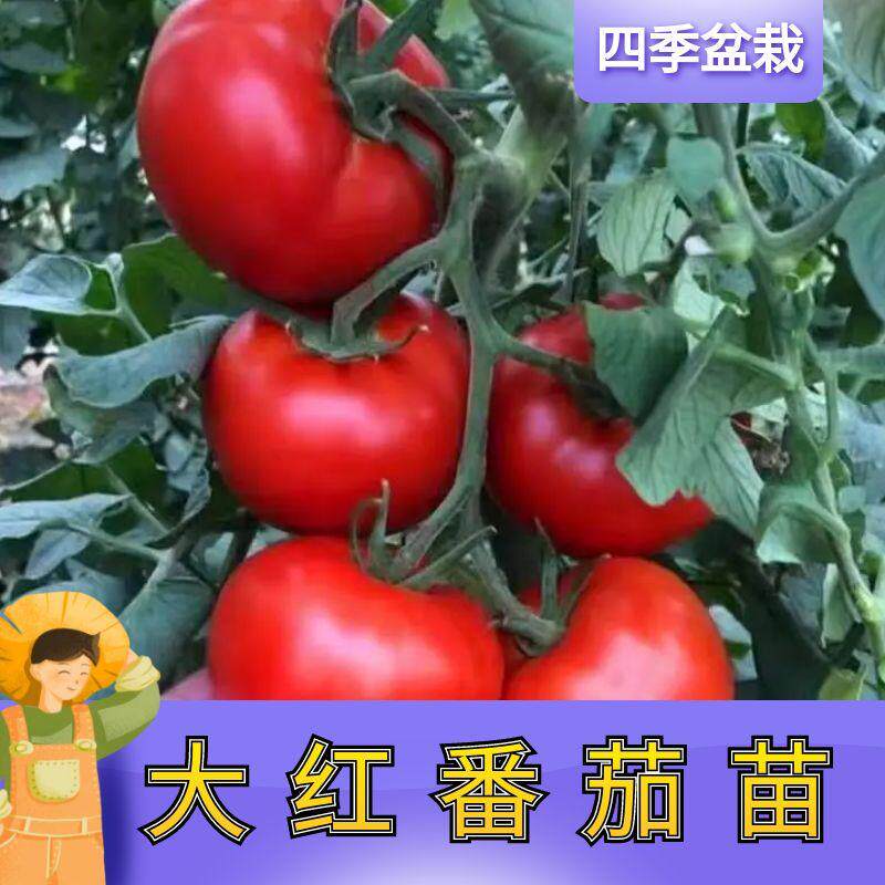 大红番茄苗秧苗老品种西红柿苗石盾柿子苗四季阳台盆栽种植蔬菜苗