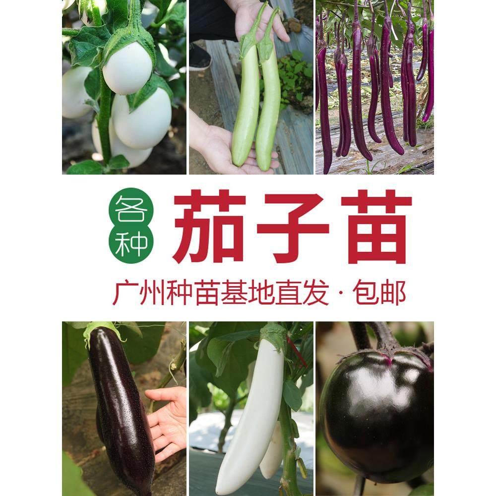 茄子苗线圆绿长鸡蛋黑豹嫁