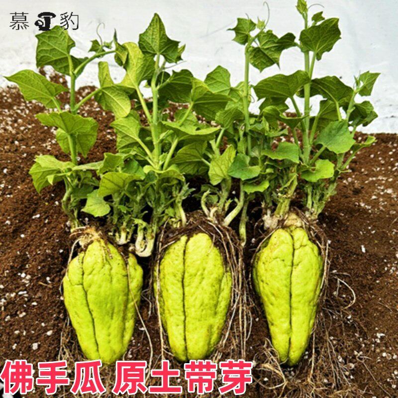 苗佛手瓜种子籽带芽新鲜福
