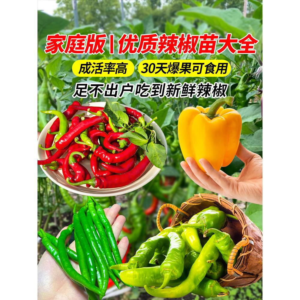 四季辣椒苗高产秧青五彩七
