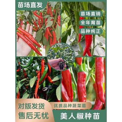 【美人椒苗】香辣干鲜青红