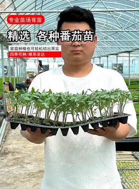各种番茄黄瀑布苗子西红柿