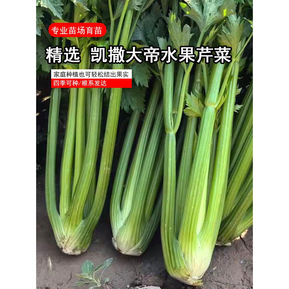 凯撒大帝水果芹菜苗幼带土