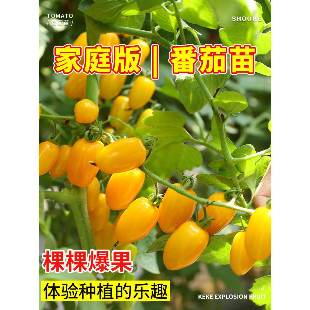 黄色圣女果苗秧小番茄种子