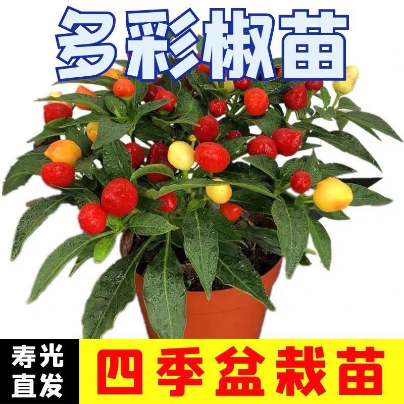 多彩椒秧苗辣椒苗四季高产正宗
