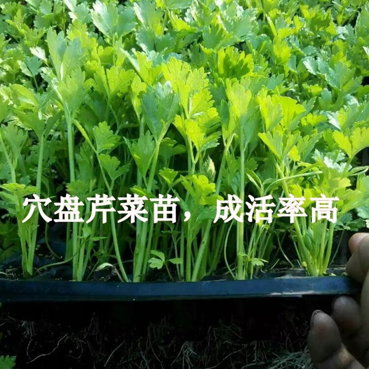 穴盘芹菜苗子根西种家庭盆
