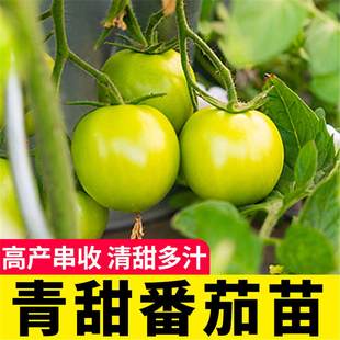青甜小绿番茄苗秧四季高产清甜2号圣女果种子籽盆栽阳台大粉千禧