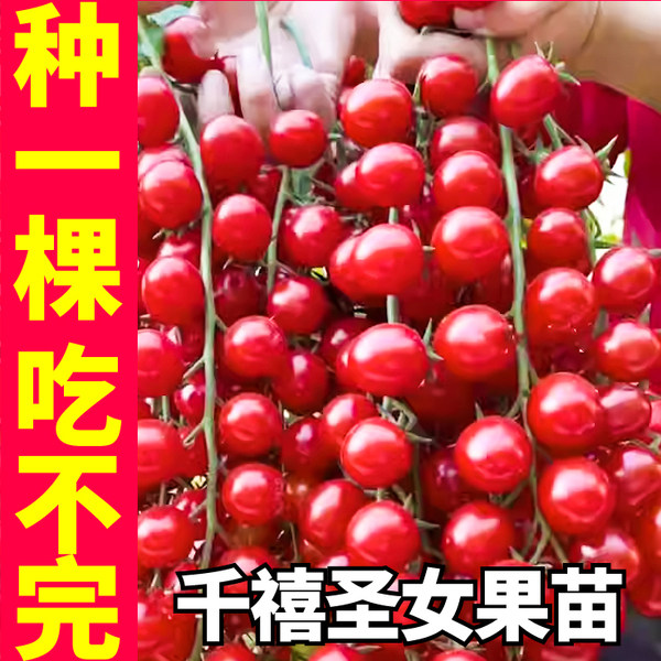爆甜新千禧圣女果秧苗带土