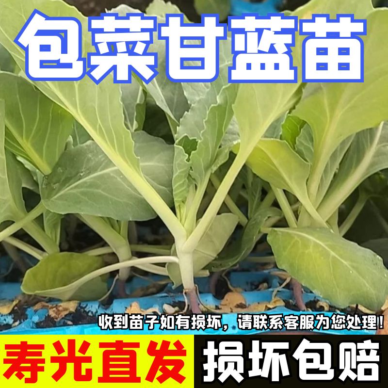 甘蓝苗阳台四季盆栽包菜苗子秧