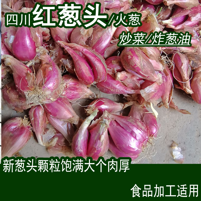 四川正宗小香葱红紫皮火头
