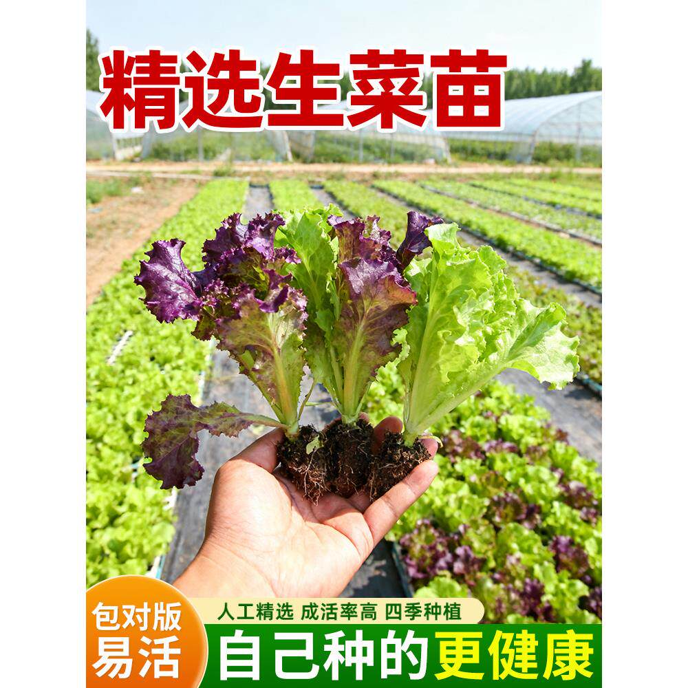 生菜苗带土秋冬耐寒秧紫叶