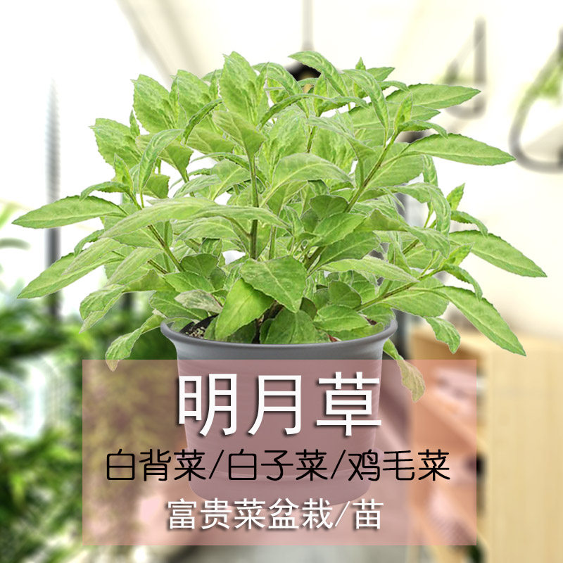 明月草苗白子菜食用绿植种
