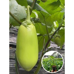 绿冠青茄子苗灯泡绿茄苗嫁接青圆茄幼苗高产四季种蔬菜秧长茄苗孑