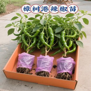 正宗樟树港辣椒苗原产地核心产区带叶带土发货湖南辣椒苗蔬菜苗子