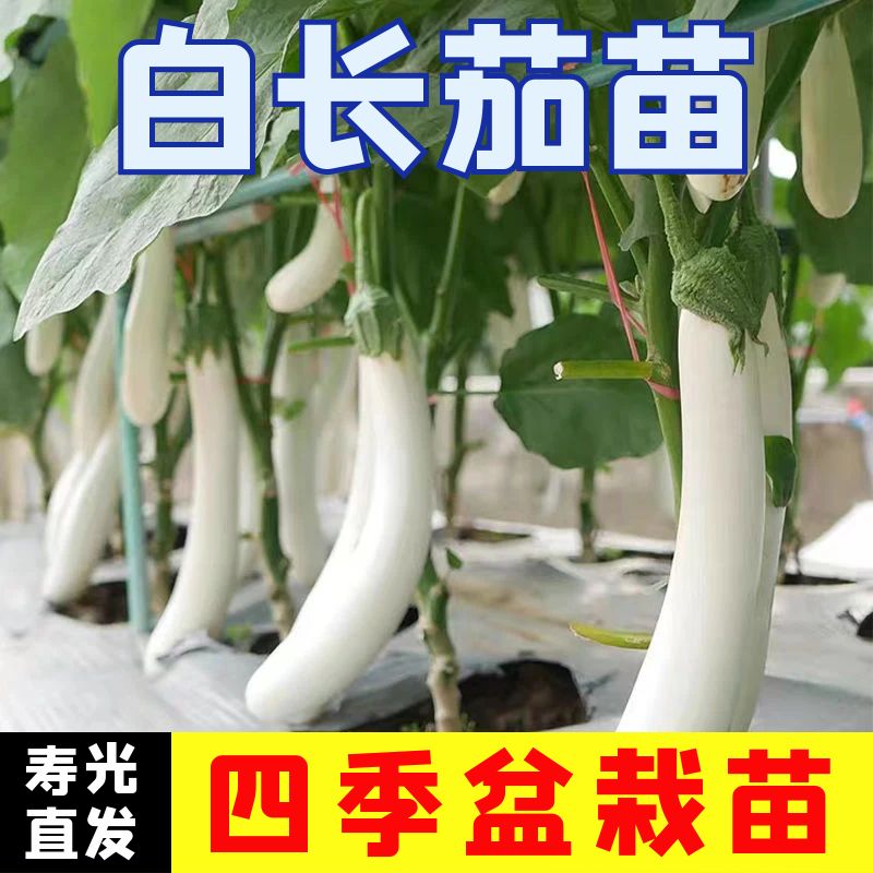 白雪公主长茄苗子秧苗黑长茄苗杭茄紫圆茄苗青茄苗蔬菜苗盆栽带土