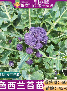 紫色西兰苔苗西兰花苗寿光松花菜苗绿甘蓝包菜秧苗蔬菜苗四季阳台