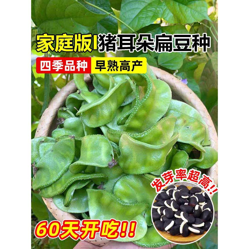 猪朵扁豆种子大全传统蔬菜