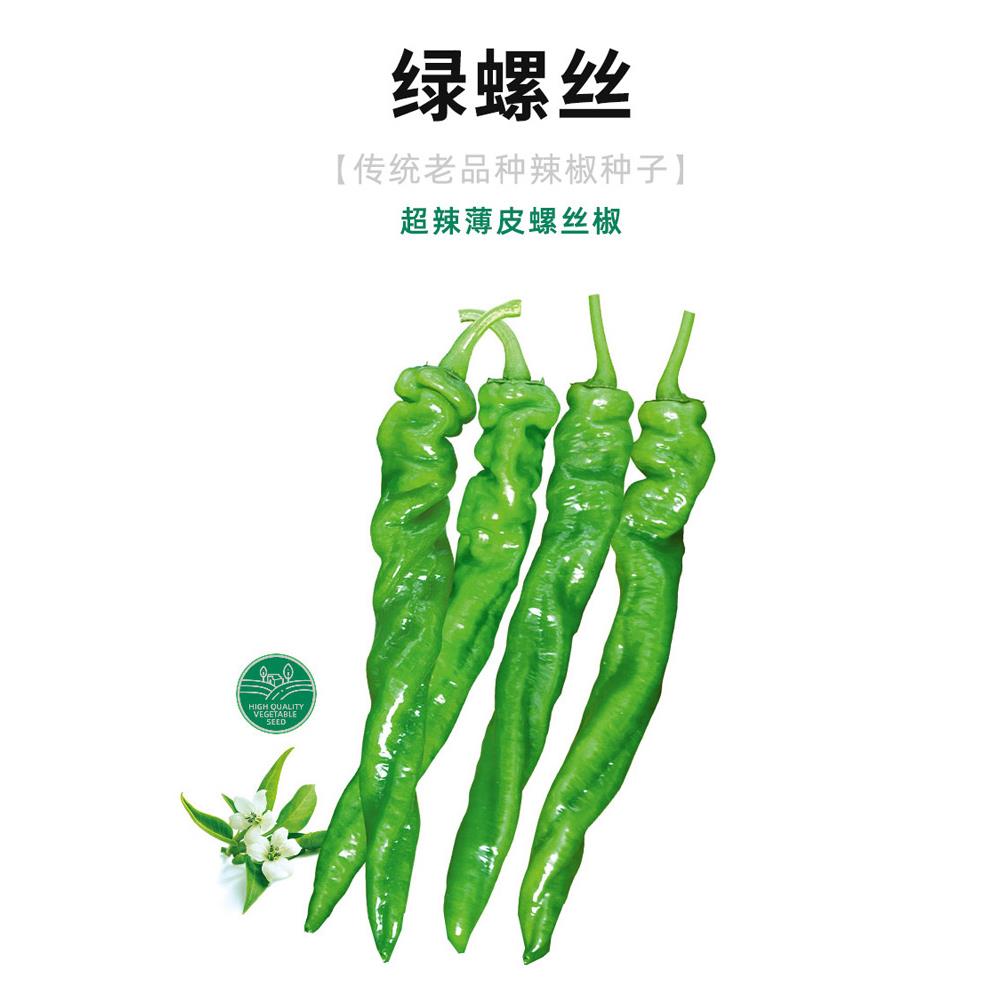 绿螺丝椒种子苗秧小尖四季