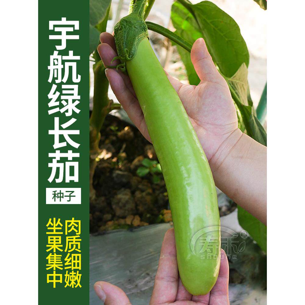 线茄绿子种籽青皮长苗秧水