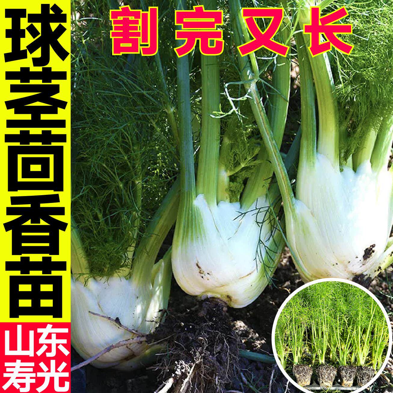 球茎茴香苗秧结割茬蔬菜盆