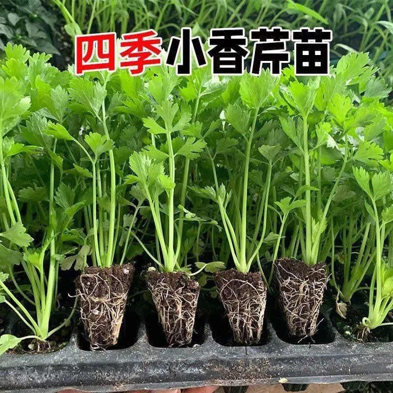 四季小香芹菜苗西秧空心带