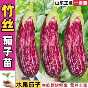糯甜竹丝茄子苗秧花茄子苗金丝面包茄种子四季高产香甜紫红色耐热