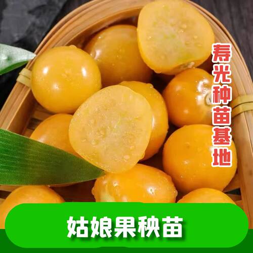 正宗高产黄姑娘秧苗东北姑娘果苗