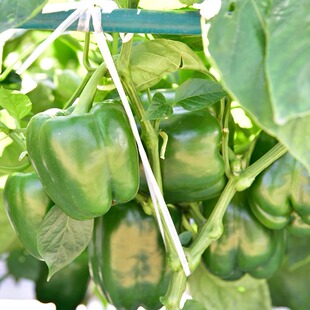 青椒种籽种子辣椒苗甜椒灯笼菜椒不辣海椒孑秧苗南方种四季播菜种