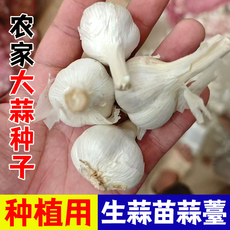 农家大蒜种子种籽长蒜苔头蒜种蒜苗红皮干蒜四季蒜头苗种苗