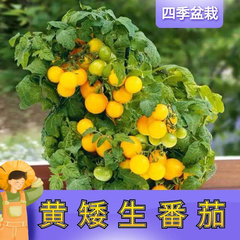 矮生盆栽番茄苗四季秧苗阳台苗秧老品种水果西红柿种矮化小圣女果